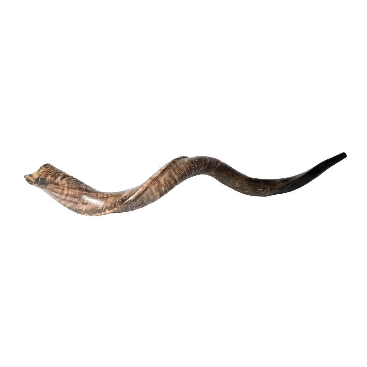 Shofar de Antílope/Yemenita Jumbo 41.7–45.3 in (106–115 cm)