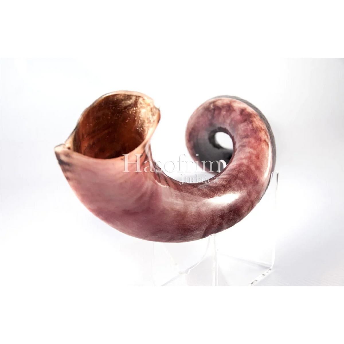 Shofar de Antílope Kudu 34.6–37.4 in (88–95 cm)