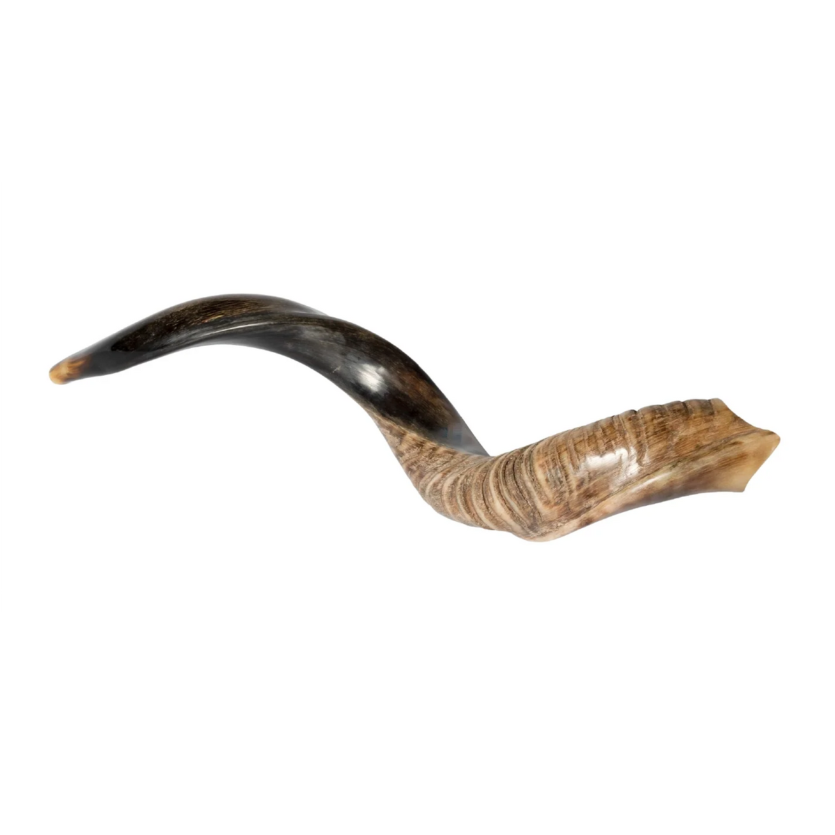 Shofar de Antílope/Iemenita 27.6–31.1 in (70–79 cm)
