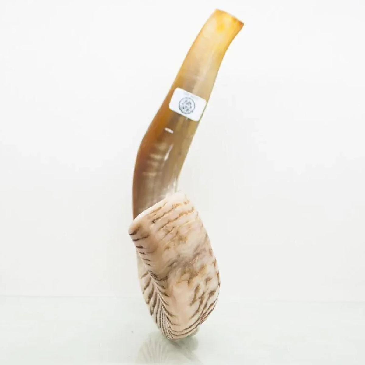 Shofar de Carneiro 19.3–21.7 in (49–55 cm)