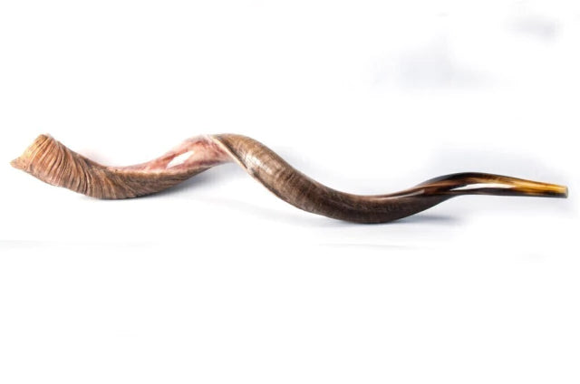 Shofar de Antílope/Yemenita XX Jumbo 45.7–48 in (116–122 cm)