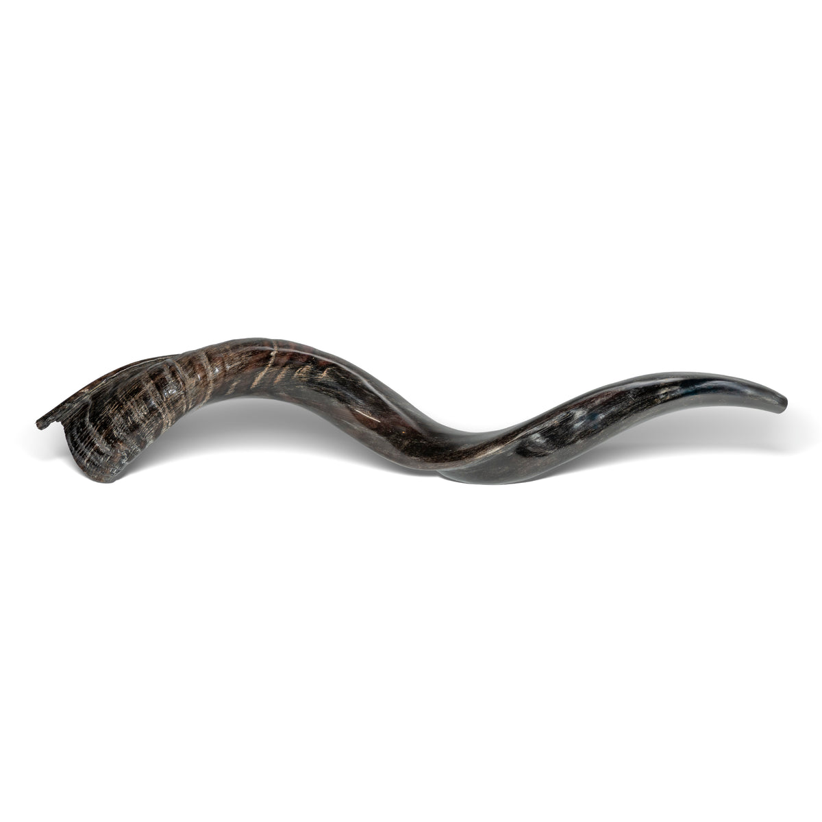 Shofar de Antílope/Iemenita 27.6–31.1 in (70–79 cm)
