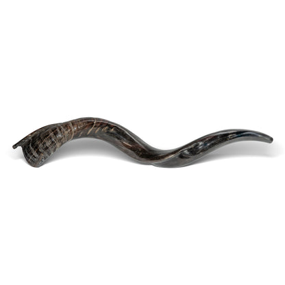 Shofar de Antílope/Iemenita 27.6–31.1 in (70–79 cm)