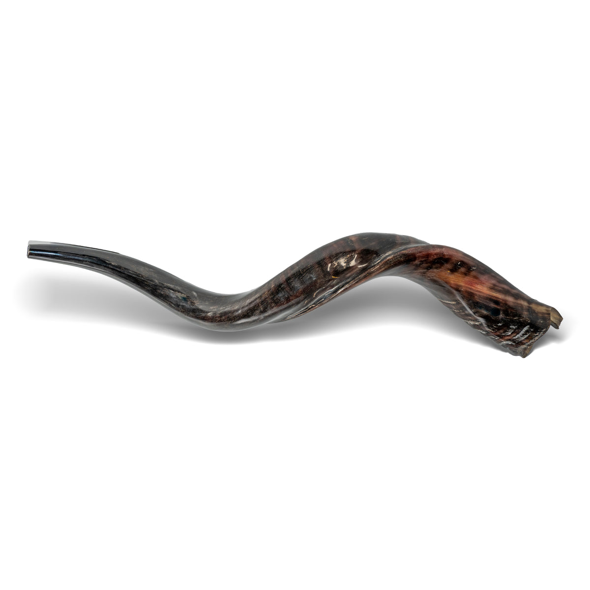 Shofar de Antílope/Iemenita 27.6–31.1 in (70–79 cm)
