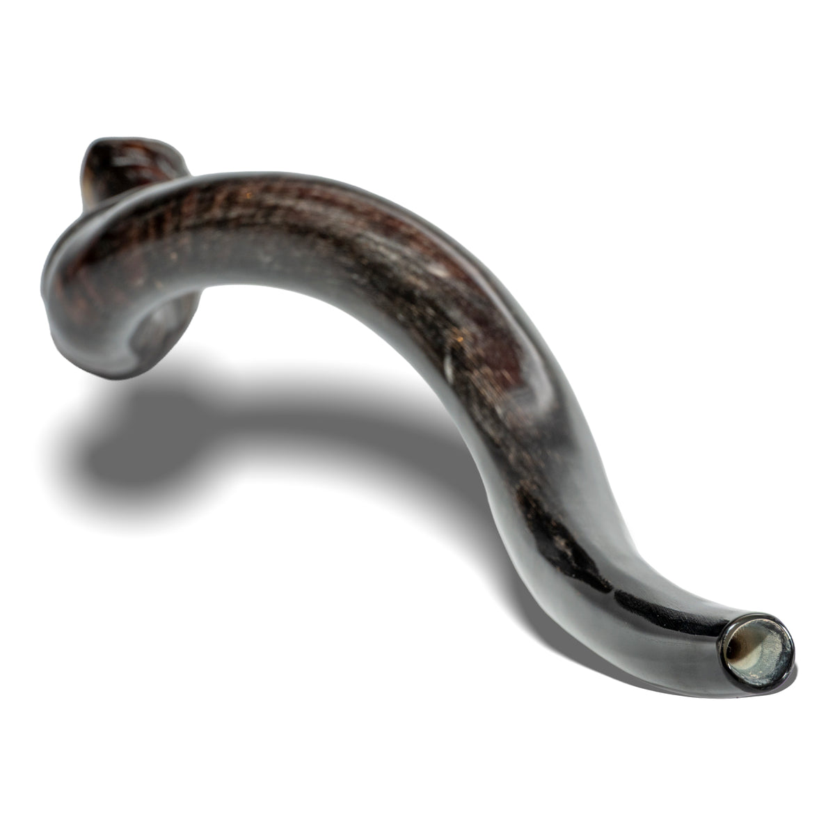 Shofar de Antílope/Iemenita 27.6–31.1 in (70–79 cm)