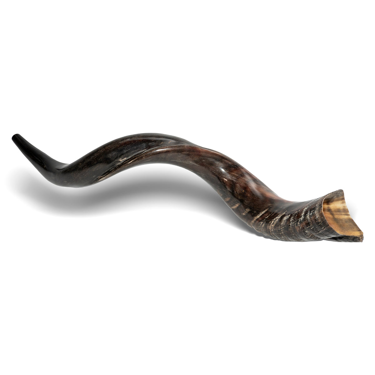 Shofar de Antílope/Iemenita 27.6–31.1 in (70–79 cm)