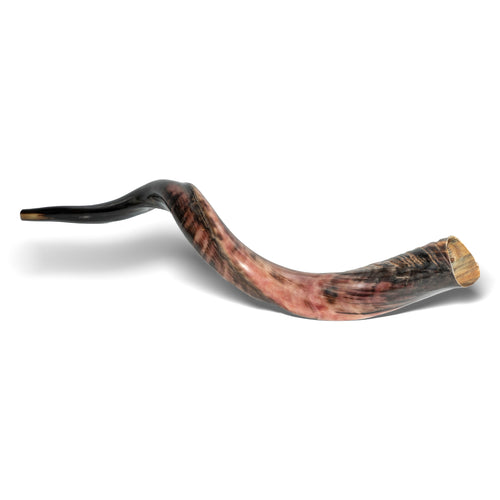 Shofar de Antílope/Yemenita 31.5–34.3 in (80–87 cm)