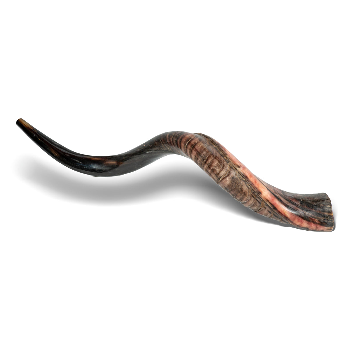 Shofar de Antílope/Yemenita 31.5–34.3 in (80–87 cm)