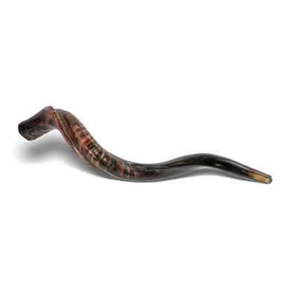 Shofar de Antílope/Yemenita 31.5–34.3 in (80–87 cm)