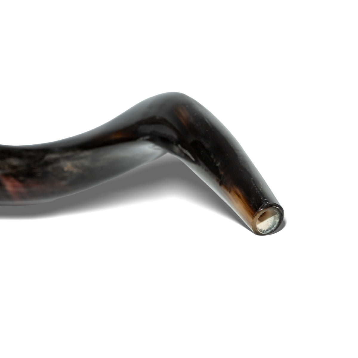 Shofar de Antílope/Yemenita 31.5–34.3 in (80–87 cm)