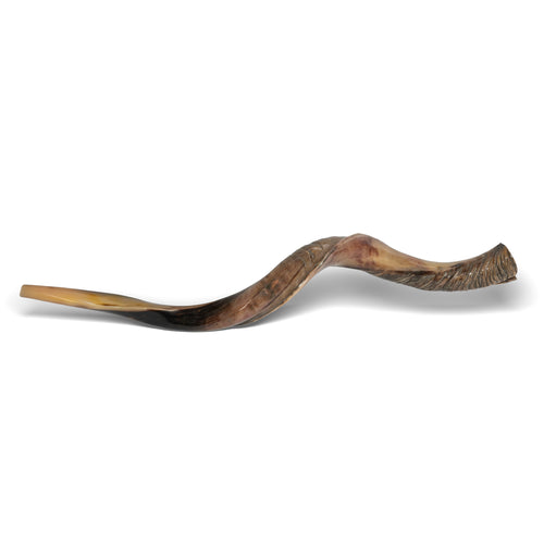 Shofar de Antílope Kudu 34.6–37.4 in (88–95 cm)