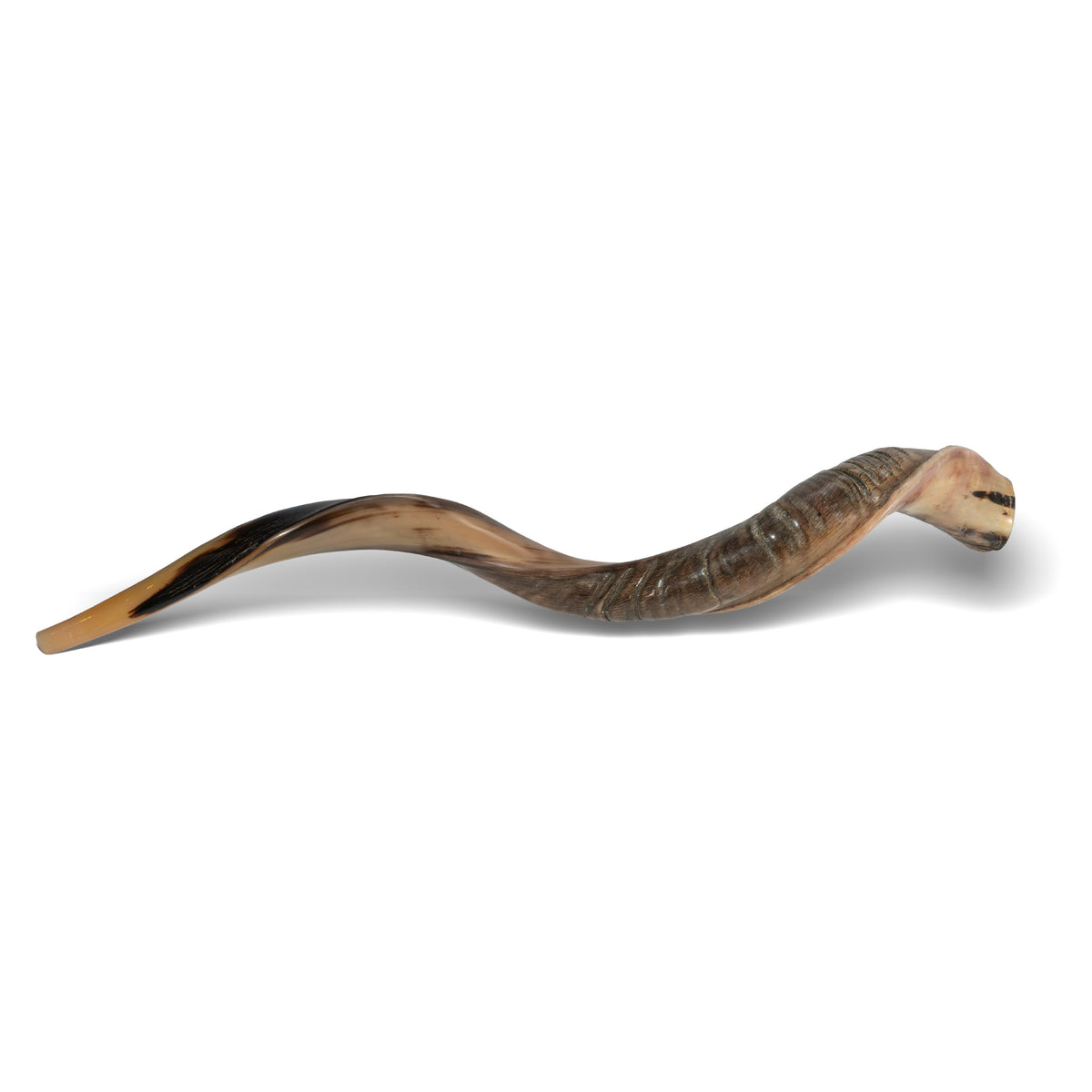 Shofar de Antílope Kudu 34.6–37.4 in (88–95 cm)
