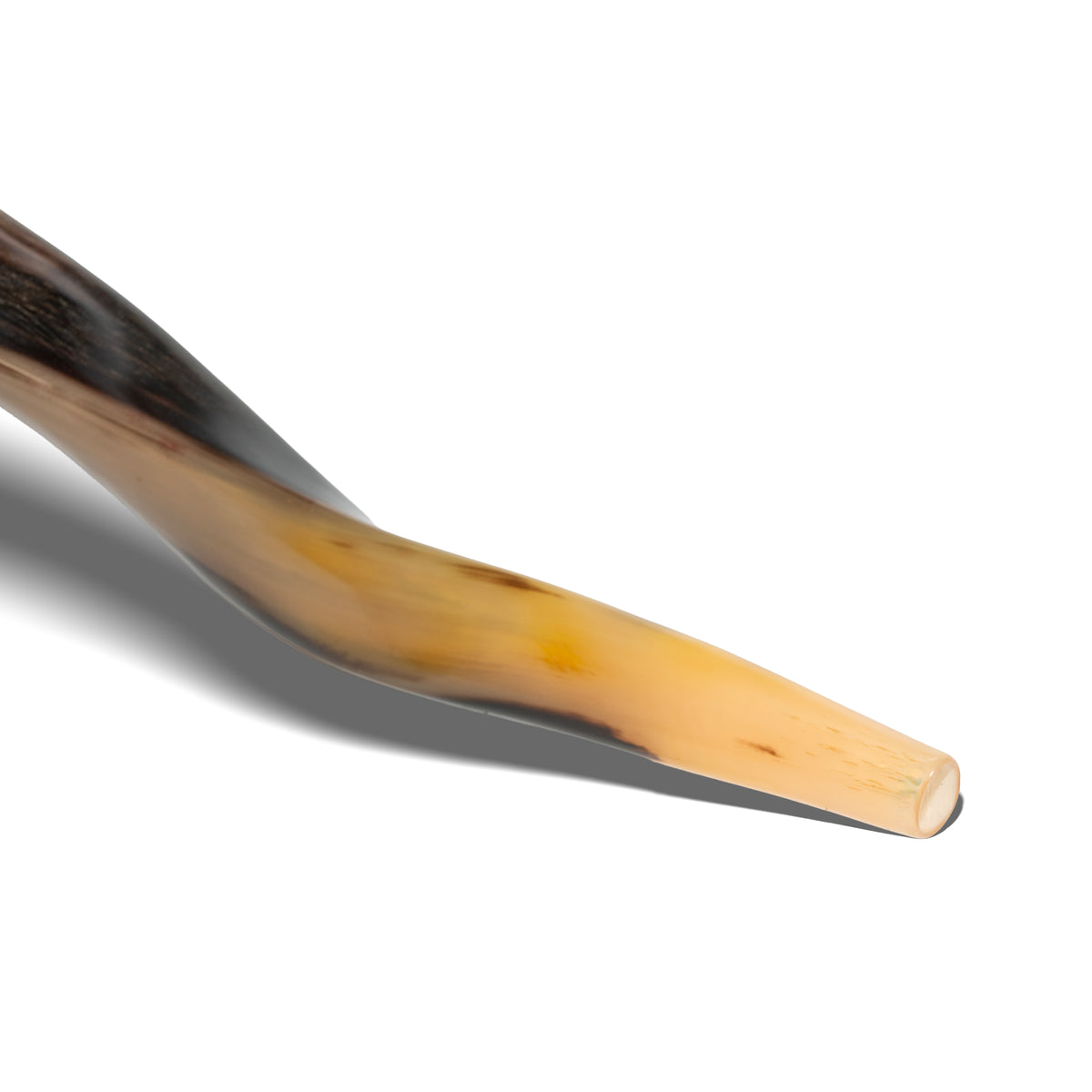Shofar de Antílope Kudu 34.6–37.4 in (88–95 cm)
