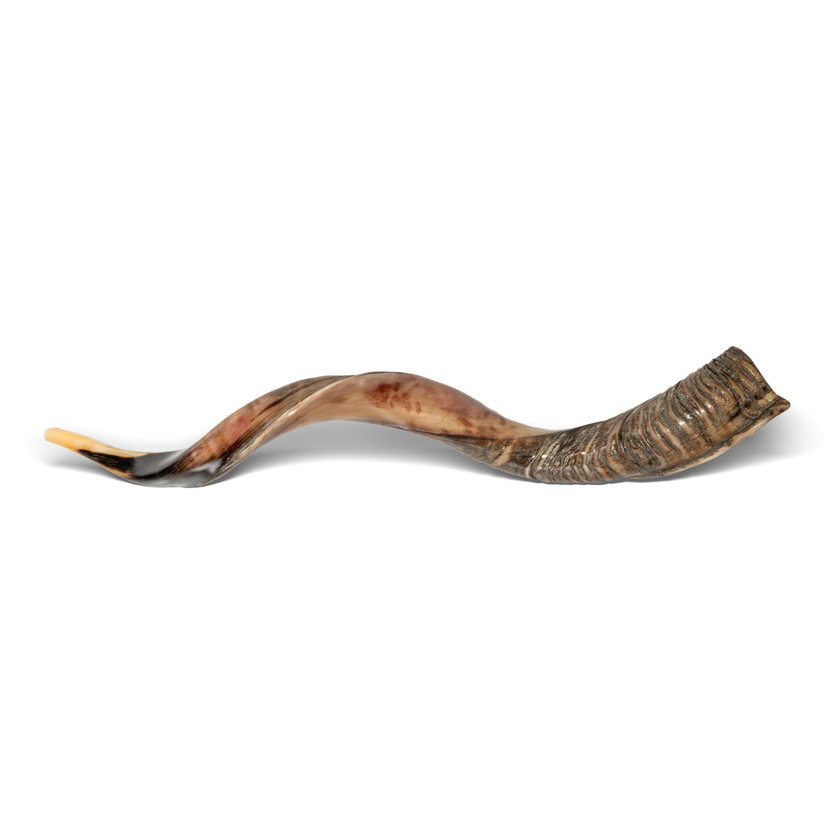 Shofar de Antílope/Yemenita 47.2 in (120 cm)