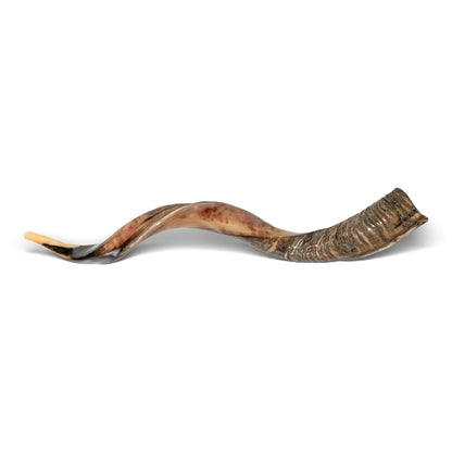 Shofar de Antílope/Yemenita 47.2 in (120 cm)