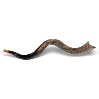 Shofar de Antílope/Yemenita 47.2 in (120 cm)