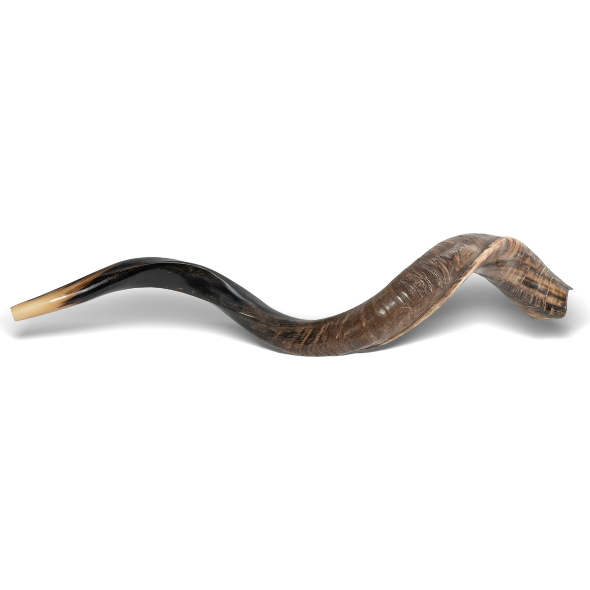 Shofar de Antílope/Yemenita 47.2 in (120 cm)