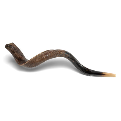 Shofar de Antílope/Yemenita 47.2 in (120 cm)