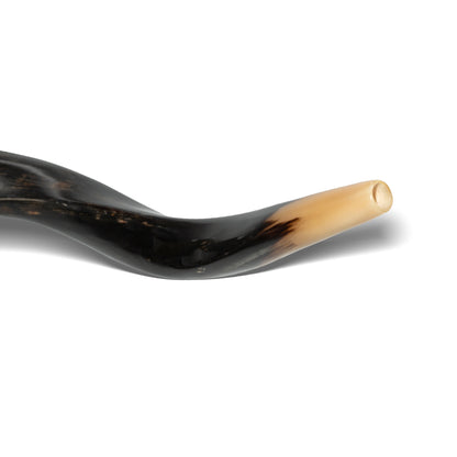 Shofar de Antílope/Yemenita 47.2 in (120 cm)