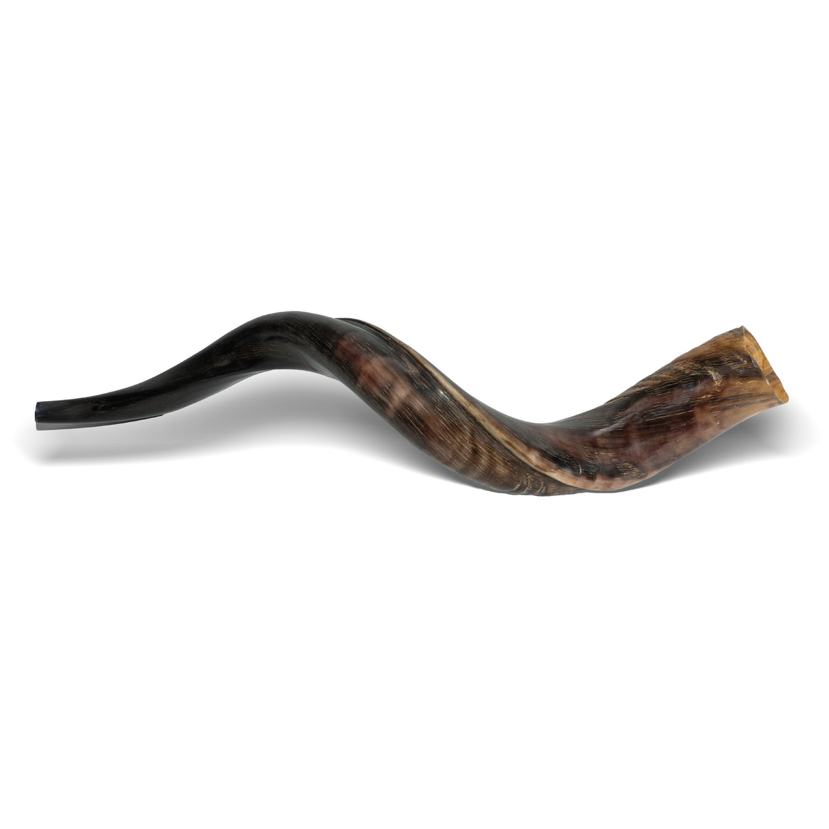 Shofar de Antílope/Yemenita 23.6–27.2 in (60–69 cm)