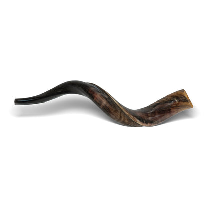 Shofar de Antílope/Yemenita 23.6–27.2 in (60–69 cm)