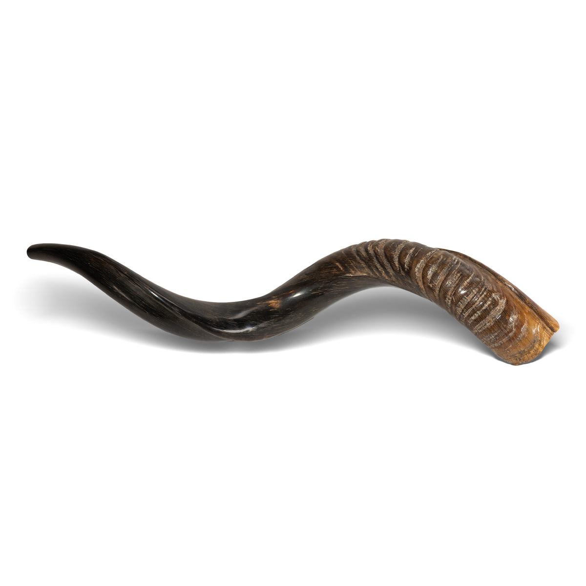 Shofar de Antílope/Yemenita 23.6–27.2 in (60–69 cm)