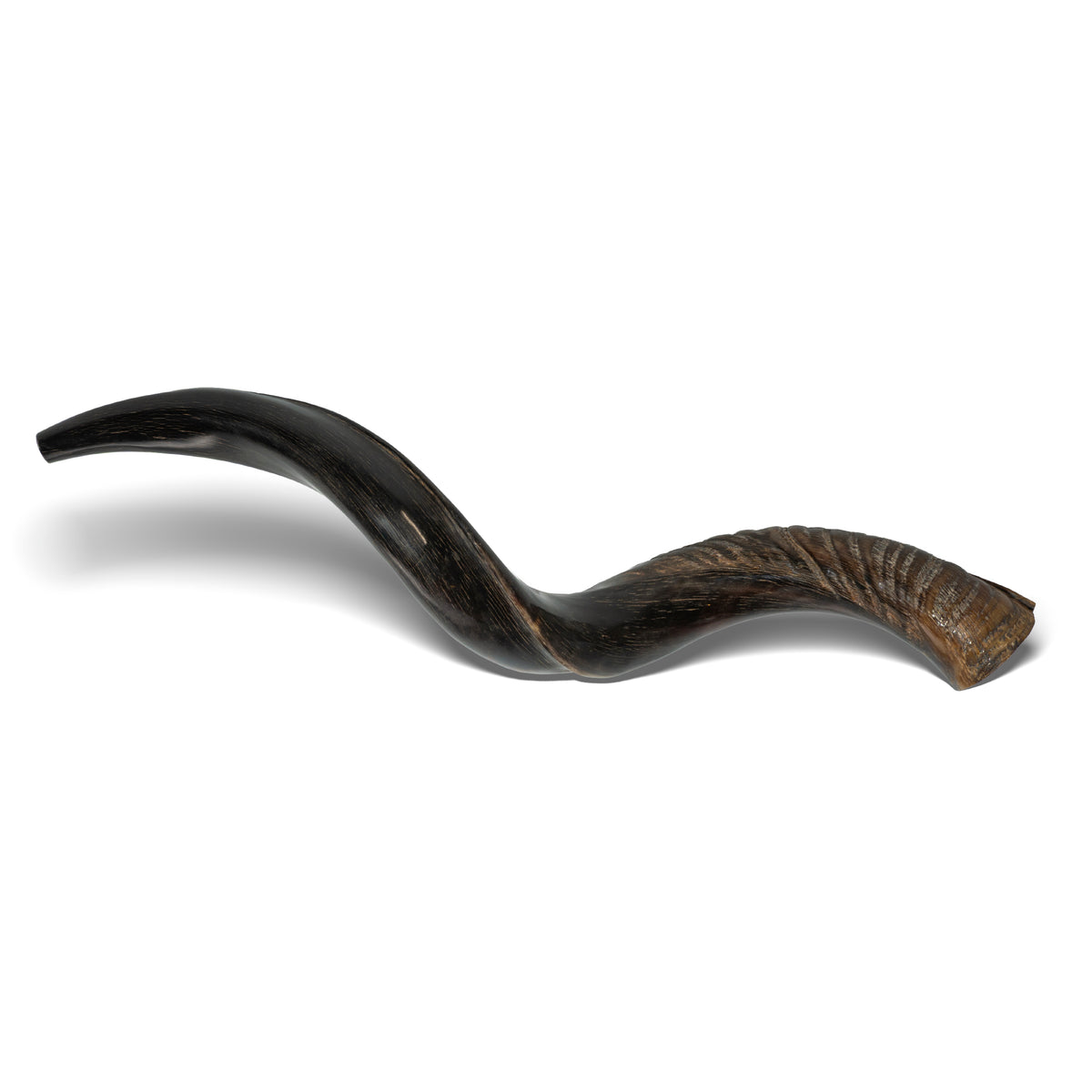 Shofar de Antílope/Yemenita 23.6–27.2 in (60–69 cm)