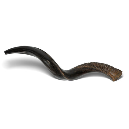 Shofar de Antílope/Yemenita 23.6–27.2 in (60–69 cm)