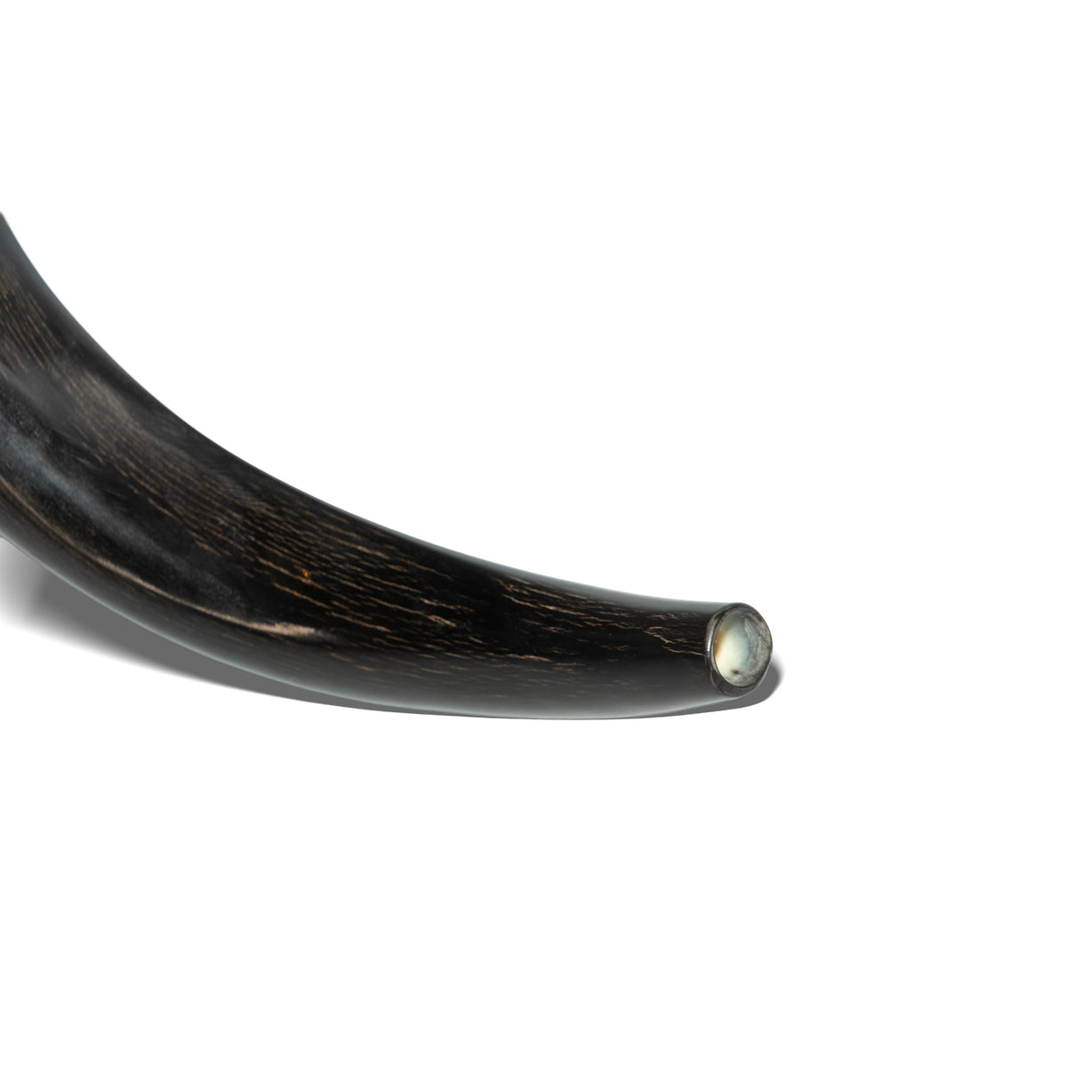 Shofar de Antílope/Yemenita 23.6–27.2 in (60–69 cm)