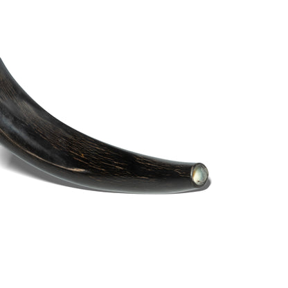 Shofar de Antílope/Yemenita 23.6–27.2 in (60–69 cm)