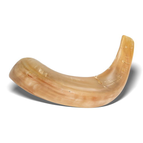 Shofar de Carnero 15–16.5 in (38–42 cm)