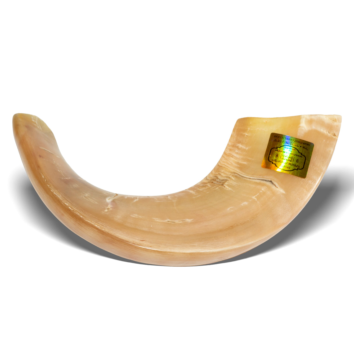 Shofar de Carnero 15–16.5 in (38–42 cm)