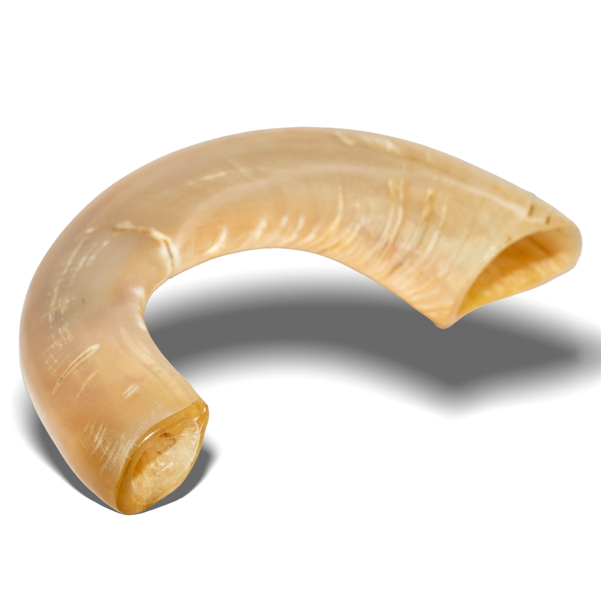 Shofar de Carnero 15–16.5 in (38–42 cm)