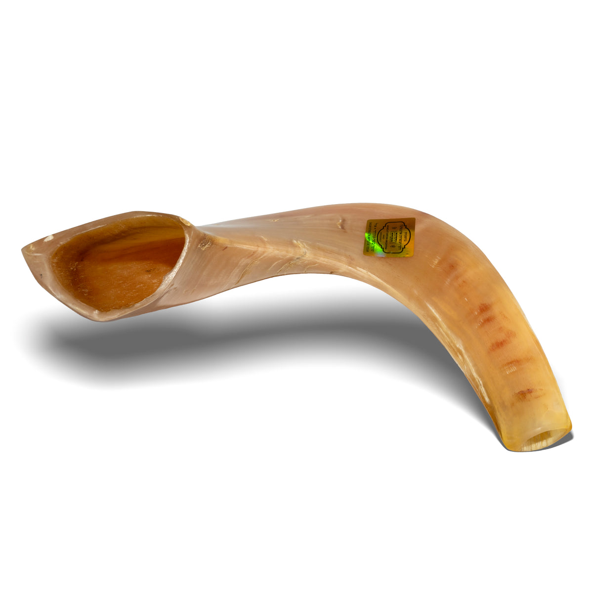 Shofar de Carnero 15–16.5 in (38–42 cm)