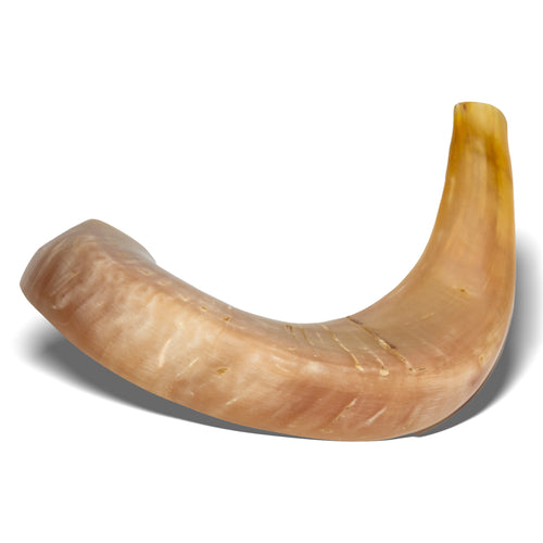 Shofar de Carnero 16.9–18.5 in (43–47 cm)