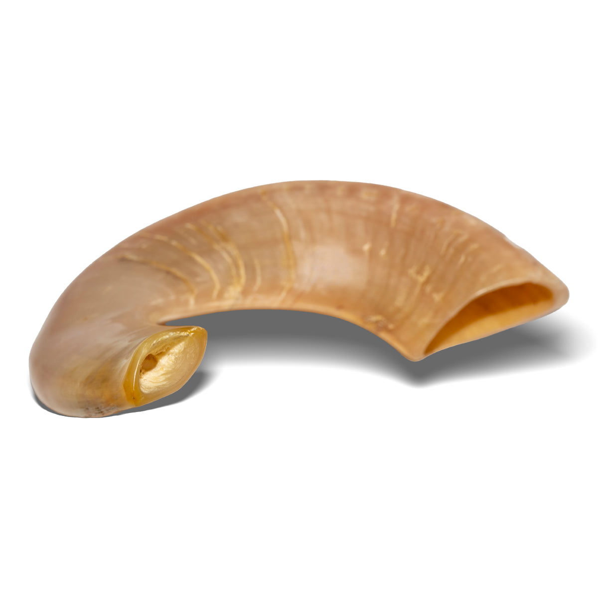Shofar de Carnero 16.9–18.5 in (43–47 cm)