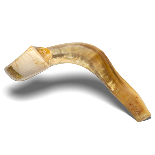 Ram Shofar — 60 to 65 cm (Kosher Mehadrin)