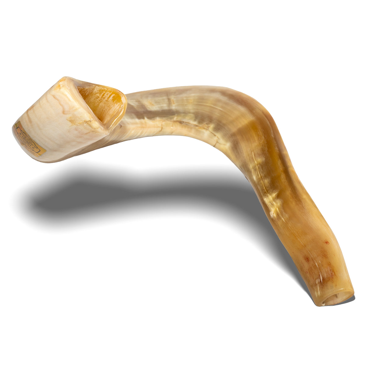 Shofar de Carnero Grande 23.6–25.6 in (60–65 cm)