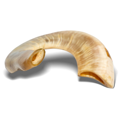 Shofar de Carnero Grande 23.6–25.6 in (60–65 cm)