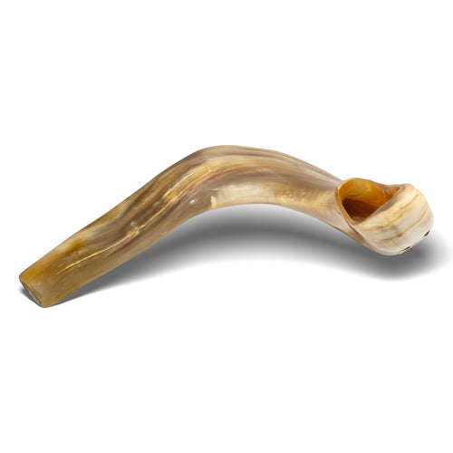 Shofar de Carneiro 19.3–21.7 in (49–55 cm)