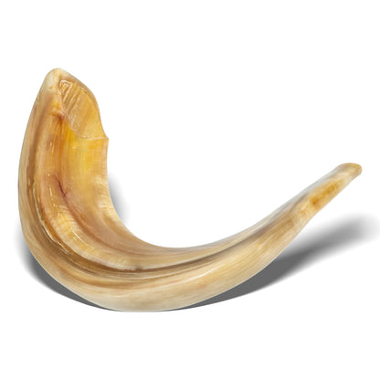 Shofar de Carneiro 19.3–21.7 in (49–55 cm)