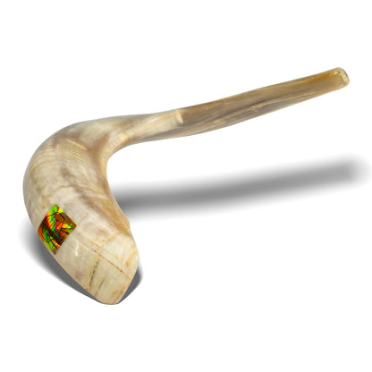 Shofar de Carneiro 19.3–21.7 in (49–55 cm)
