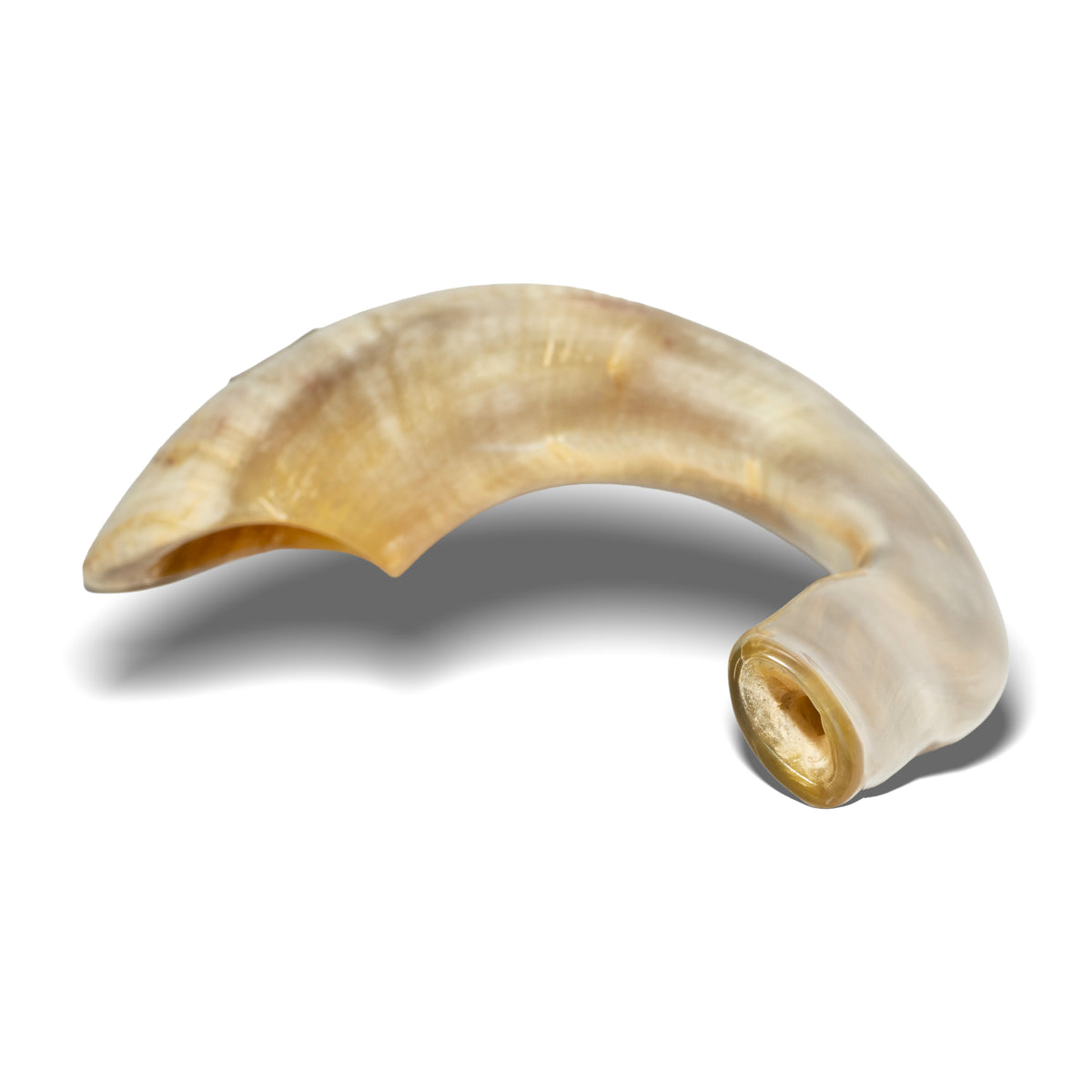 Shofar de Carneiro 19.3–21.7 in (49–55 cm)