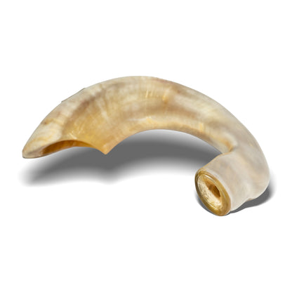 Shofar de Carneiro 19.3–21.7 in (49–55 cm)