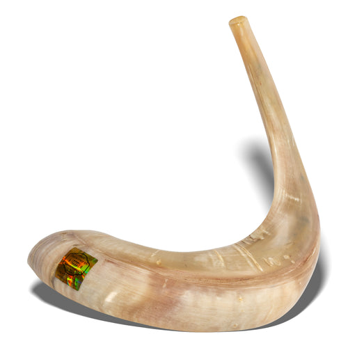 Shofar de Carnero 21.7–23.6 in (55–60 cm)