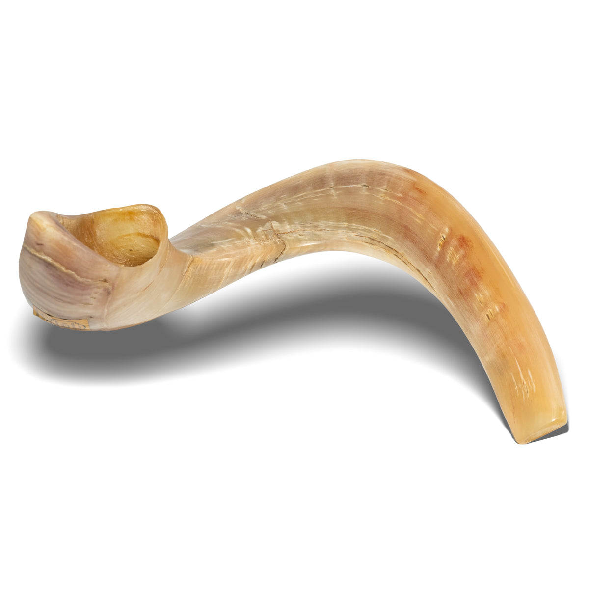 Shofar de Carnero 21.7–23.6 in (55–60 cm)