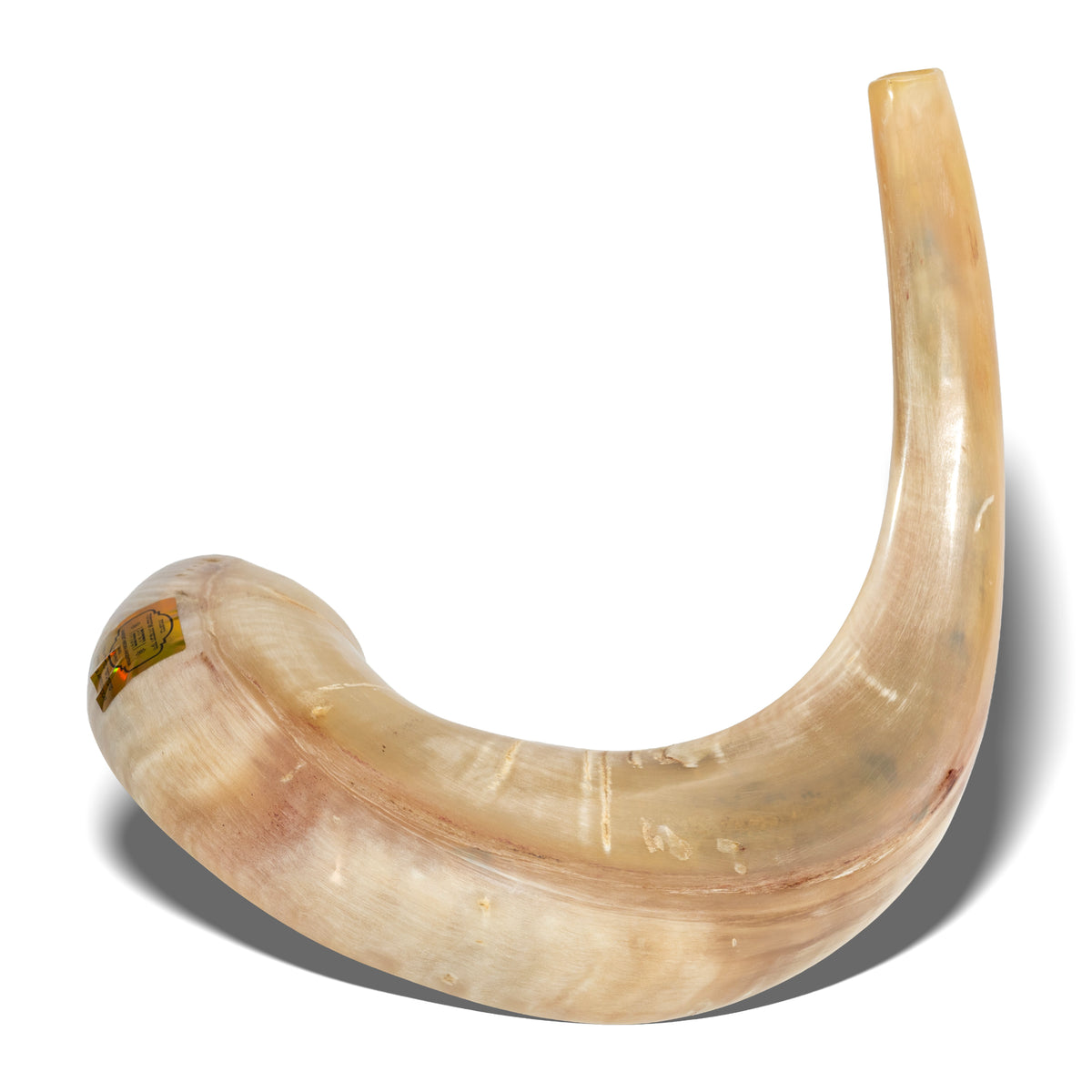 Shofar de Carnero 21.7–23.6 in (55–60 cm)