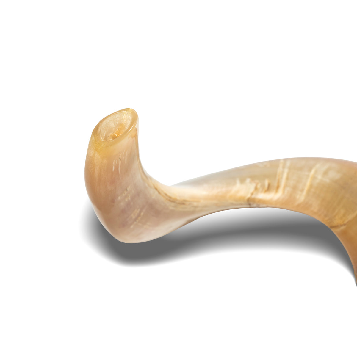 Shofar de Carnero 21.7–23.6 in (55–60 cm)