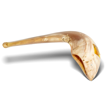 Shofar de Carnero 13.4–14.6 in (34–37 cm)