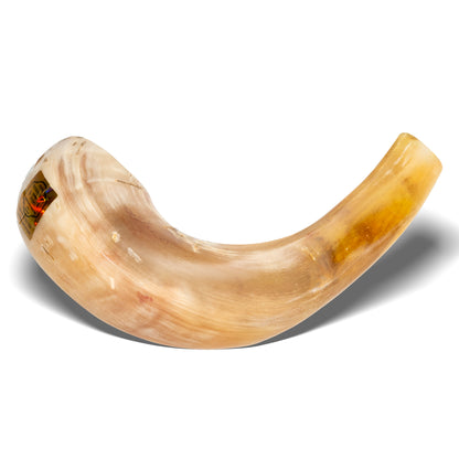 Shofar de Carnero 13.4–14.6 in (34–37 cm)
